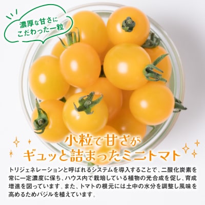 ミニトマト (黄色) 1.2kg 八代市産 宮島農園 トマト 甘い サラダ_039-4738-D