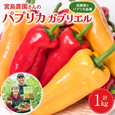 パプリカ ガブリエル 1kg 八代市産 宮島農園 野菜 新鮮野菜 緑黄色野菜_039-4620-D