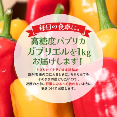パプリカ ガブリエル 1kg 八代市産 宮島農園 野菜 新鮮野菜 緑黄色野菜_039-4620-D