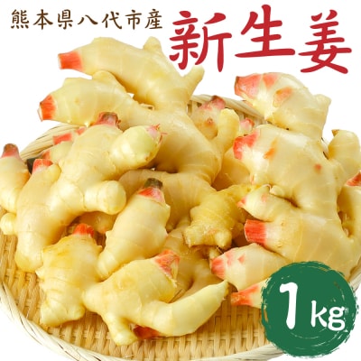 【先行予約】 熊本県八代市産 新生姜1kg【2026年9月上旬より順次発送】_065-4269-A