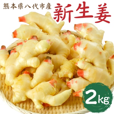 【先行予約】 熊本県八代市産 新生姜2kg【2026年9月上旬より順次発送】_065-4270-D