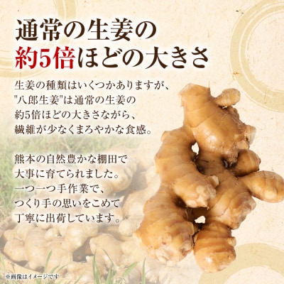 八郎生姜 1kg しょうが ショウガ_065-6724