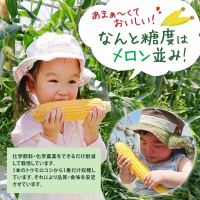 【先行予約】八代産スーパースイートコーン4kg【2026年5月上旬より発送】_083-3196-C