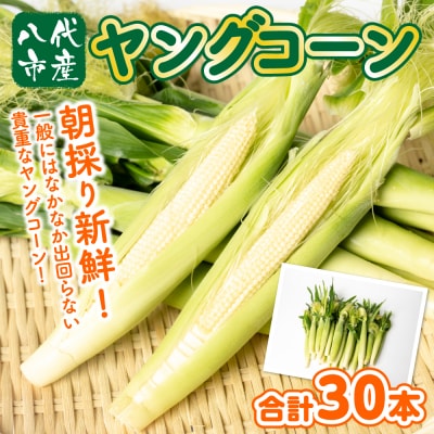 ヤングコーン 30本_083-5050-B