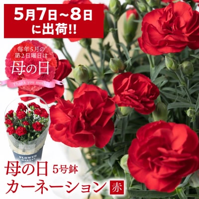 【先行予約】【2026年5月7日～8日発送】ポットカーネーション 赤 5号鉢_145-5203-B