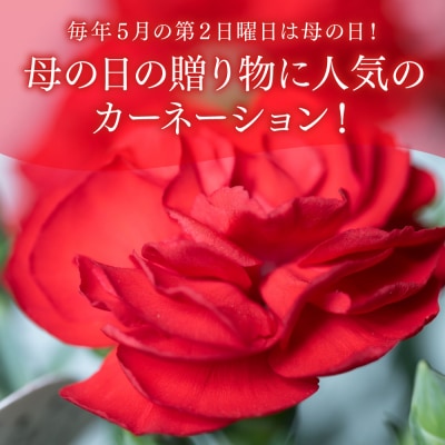 【先行予約】【2026年5月7日～8日発送】ポットカーネーション 赤 5号鉢_145-5203-B