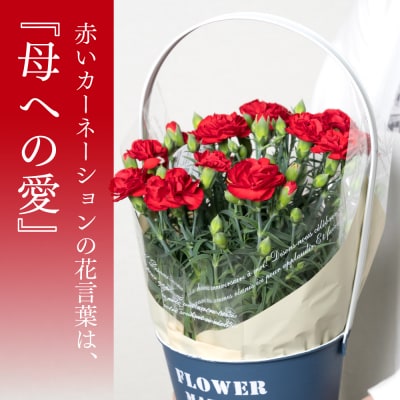 【先行予約】【2026年5月7日～8日発送】ポットカーネーション 赤 5号鉢_145-5203-B