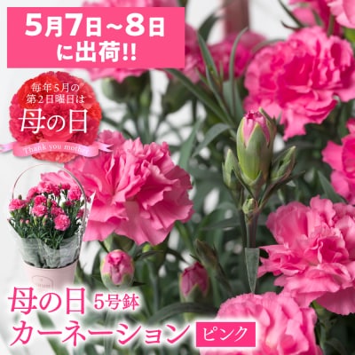 【先行予約】【2026年5月7日～8日発送】ポットカーネーション ピンク5号鉢_145-5204-B