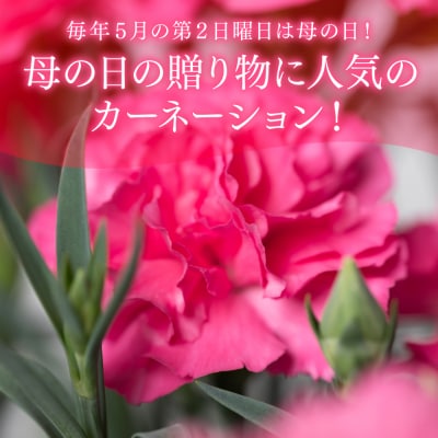 【先行予約】【2026年5月7日～8日発送】ポットカーネーション ピンク5号鉢_145-5204-B