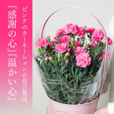 【先行予約】【2026年5月7日～8日発送】ポットカーネーション ピンク5号鉢_145-5204-B