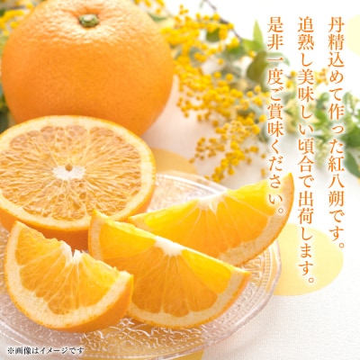 【先行予約】訳あり 紅八朔 家庭用 約10kg【2027年2月上旬より順次発送】171-5268-B