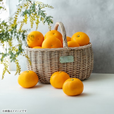 【先行予約】訳あり 紅八朔 家庭用 約10kg【2027年2月上旬より順次発送】171-5268-B