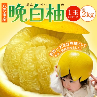 【先行予約】 熊本県 八代市産　晩白柚　1玉 2Lサイズ 約2kg_191-4409-E
