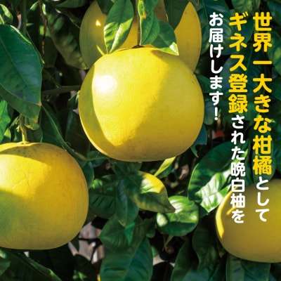 【先行予約】 熊本県 八代市産　晩白柚　1玉 2Lサイズ 約2kg_191-4409-E