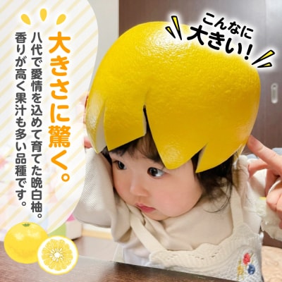【先行予約】 熊本県 八代市産　晩白柚　1玉 2Lサイズ 約2kg_191-4409-E