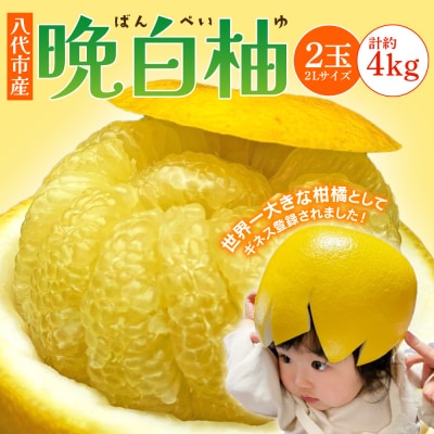 【先行予約】 熊本県 八代市産　晩白柚　2玉 2Lサイズ 約4kg_191-4410-D