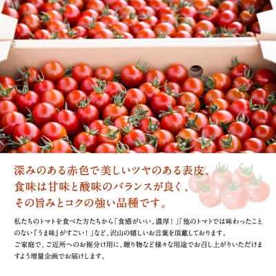 【甘みと酸味のバランス、旨みが絶妙な代表作】完熟収穫ミニトマト 約3kg_205-5222-A