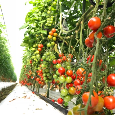 【甘みと酸味のバランス、旨みが絶妙な代表作】完熟収穫ミニトマト 約3kg_205-5222-A