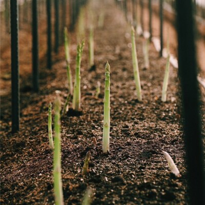 【先行予約】八代市産 アスパラガス 500g【2026年4月上旬より順次発送】_247-5981
