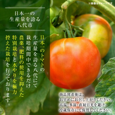 【先行予約】訳あり規格外トマト 約1.5kg【2026年4月中旬より順次発送】_217-5119-B
