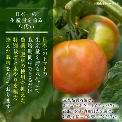【先行予約】訳ありトマト 約1.5kg【2027年4月中旬より順次発送】_217-5119-C