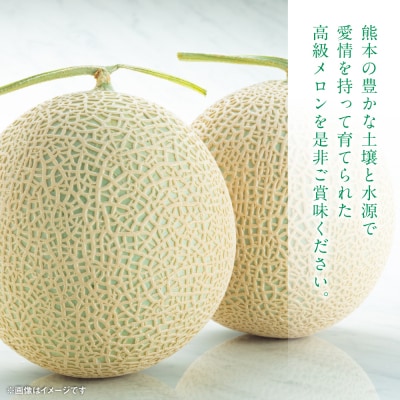 【先行予約】肥後グリーン 1玉 約1.3kg以上【2026年6月中旬より順次発送】_229-6592