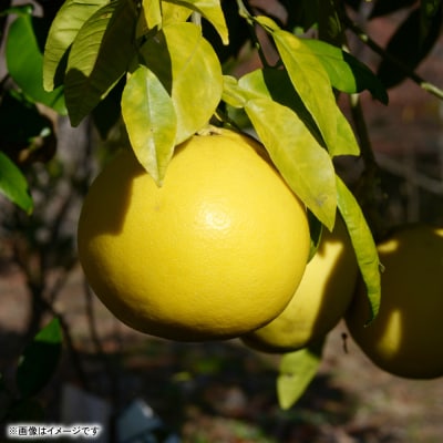 【先行予約】訳あり八代ザボン約5kg【2026年11月上旬より順次発送】_232-4969-A