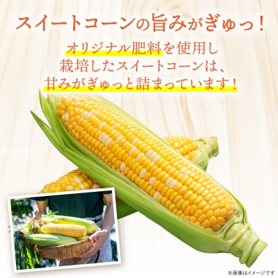 【先行予約】スイートコーン5kg(11本～13本)【5月中旬より発送】_265-6391-A