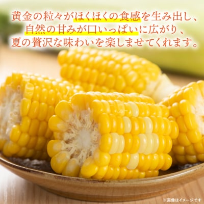 【先行予約】スイートコーン5kg(11本～13本)【5月中旬より発送】_265-6391-A