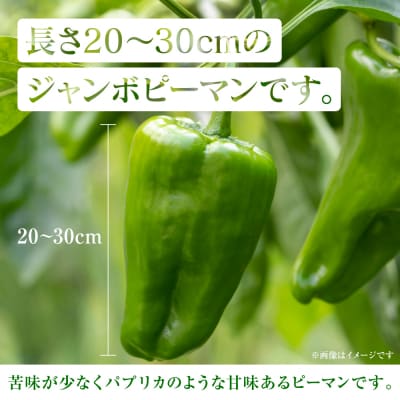 【先行予約】とんがりジャンボピーマン 1.5kg【2026年4月上旬より順次発送】_271-6792