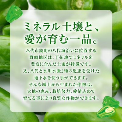 【先行予約】とんがりジャンボピーマン 1.5kg【2026年4月上旬より順次発送】_271-6792