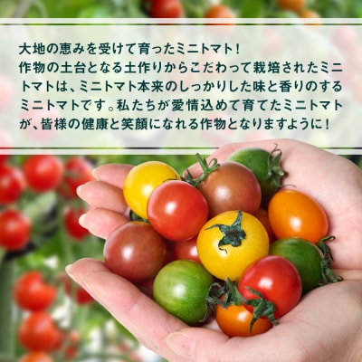 カラーミニトマト1kg トマト とまと ミニトマト_271-6522-A