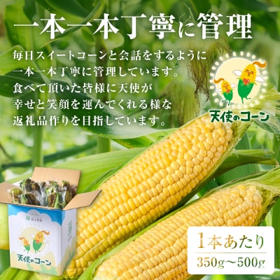 【先行予約】天使のコーン2L～3L合計10本【2026年5月中旬より順次発送】_268-6477-A