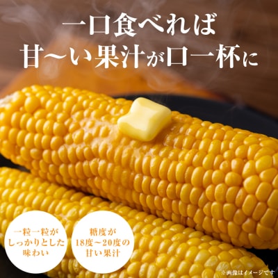 【先行予約】天使のコーン2L～3L合計10本【2026年5月中旬より順次発送】_268-6477-A