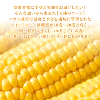 【先行予約】天使のコーン2L～3L合計10本【2026年5月中旬より順次発送】_268-6477-A