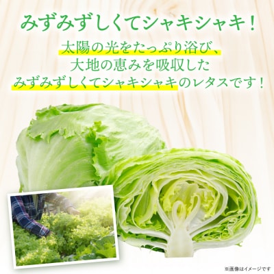 レタス10kg (10玉～14玉) 野菜 葉物 やさい_265-6472-A