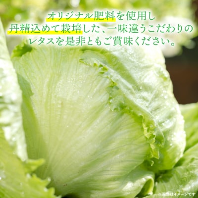 レタス10kg (10玉～14玉) 野菜 葉物 やさい_265-6472-A