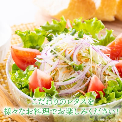 レタス10kg (10玉～14玉) 野菜 葉物 やさい_265-6472-A
