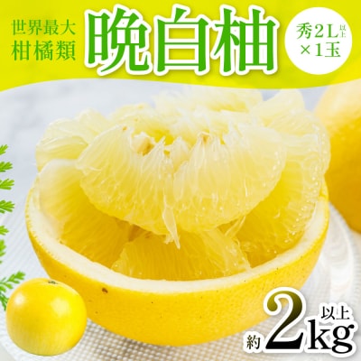 【先行予約】晩白柚(秀2L以上×1玉) 約2kg以上【12月中旬より順次発送】_280-6674-A
