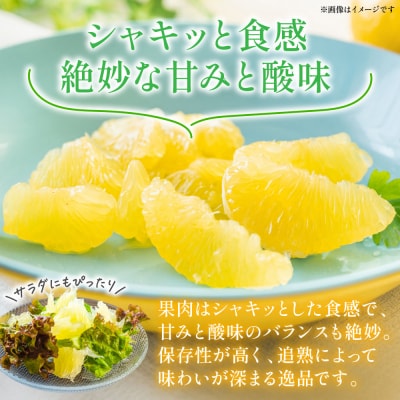 【先行予約】晩白柚(秀2L以上×1玉) 約2kg以上【12月中旬より順次発送】_280-6674-A