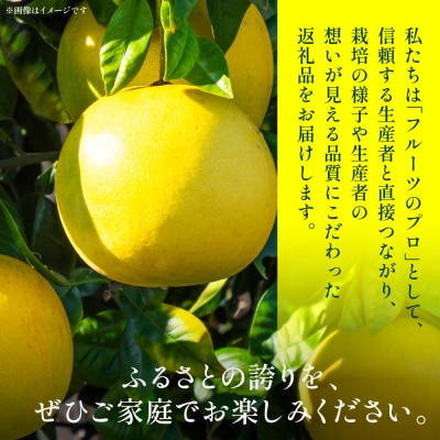 【先行予約】晩白柚(秀2L以上×1玉) 約2kg以上【12月中旬より順次発送】_280-6674-A