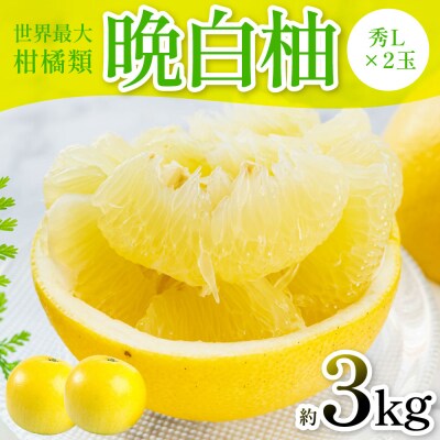 【先行予約】晩白柚(秀L×2玉)約3kg 【2026年12月中旬より順次発送】_280-6675-A
