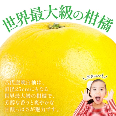 【先行予約】晩白柚(秀L×2玉)約3kg 【2026年12月中旬より順次発送】_280-6675-A