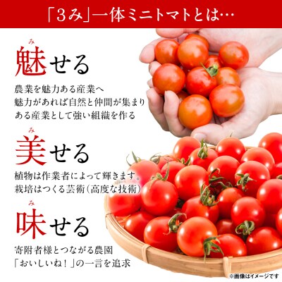 魅せる・美せる・味せる!「3み」一体ミニトマト! 八代市産 トマト_276-6638
