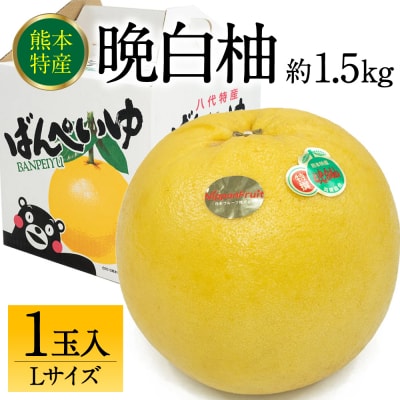 【先行予約】八代市産 晩白柚 Lサイズ 1玉【2026年12月上旬より順次発送】232-6017-B