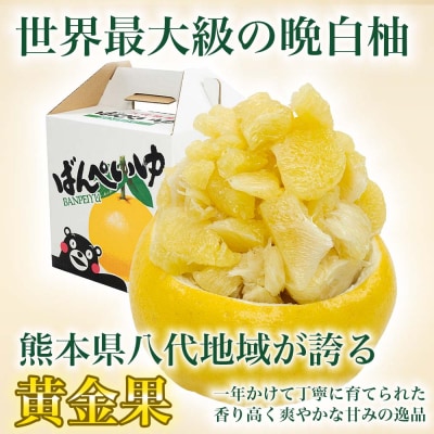 【先行予約】八代市産 晩白柚 Lサイズ 1玉【2026年12月上旬より順次発送】232-6017-B