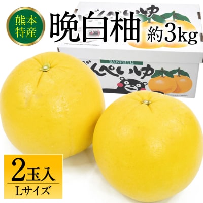 【先行予約】八代市産 晩白柚 Lサイズ 2玉【2026年12月上旬より順次発送】232-6018-B