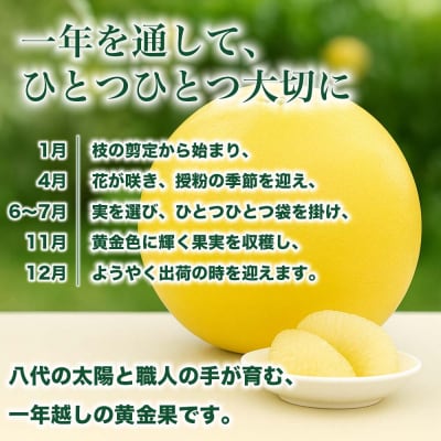 【先行予約】八代市産 晩白柚 Lサイズ 3玉【2026年12月上旬より順次発送】232-6019-B