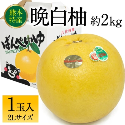 【先行予約】八代市産 晩白柚 2L 1玉 【2026年12月上旬より順次発送】_232-6021-B
