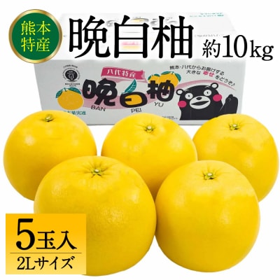 【先行予約】八代市産 晩白柚 2L 5玉 【2026年12月上旬より順次発送】_232-6023-B